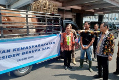 Muara Enim Terima Sapi Kurban Bobot 900 Kg dari Presiden RI