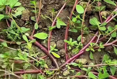 Dianggap Gulma, Ternyata Krokot Kaya Akan Gizi