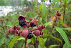 Rahasia Tentang Buah Karimunting: Langka, Tapi Sarat Manfaat  