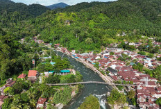 Inilah 5 Fakta Bukit Lawang dengan Habitat Orangutan Sumatera, Destinasi Kelas Dunia, Berani Jelajahi Hutannya