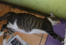 5 Alasan Mengapa Kucing Banyak Tidur di Siang Hari