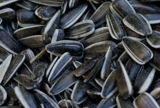 Manfaat Kuaci yang Biasa Kita Makan Saat Bersantai