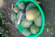 Manfaat Mangga Muda di Samping untuk Ibu Hamil