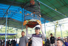 Kejuaraan Burung Berkicau Diramaikan Peserta dari Luar Daerah