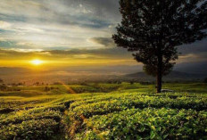 10 Tempat Wisata Hits di Pagaralam 2025: Surganya Alam  dan Udara Sejuk Sumatera Selatan