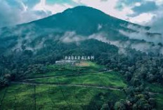 Nikmati Liburan di Pagaralam: Foto Estetik dan Ngopi di Gunung Dempo 