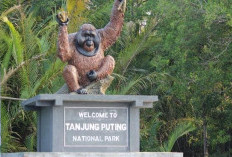 Menyusuri Keindahan Taman Nasional Tanjung Puting, Rumah Bagi Orangutan Kalimantan