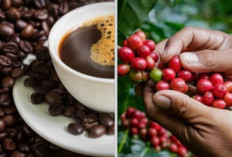 Kopi Pagaralam Terkenal Menasional tapi Daerah Penghasil Kopi di Sumsel Ada di Daerah Ini
