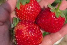 Tinggi Mengandung Vitamin C, Strawberry Baik Optimalkan Kesehatan Jantung Hingga Mencegah Kanker