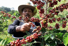 Terdepan dalam Produksi Kopi di Sumsel, Ini 3 Daerahnya yang Terkenal