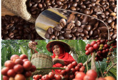  Ini 3 Serah Penghasil Kopi Nikmat dan Harum di Sumsel, Kesohor Hingga Nasional
