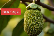 Obat Untuk Mengobati Kaligata/Biduran Hanya Putik Nangka, Kok Bisa?