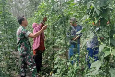 Babinsa Koramil Gelumbang Motivasi Petani Sayur: Rajut Silaturahmi, Perkuat Ketahanan Pangan
