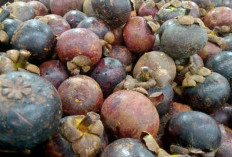 Inilah Manfaat Kulit dan Buah Manggis