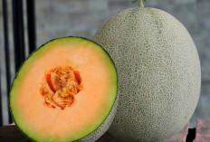 7 Manfaat Melon untuk Berbuka Puasa, Nomor 2 Mampu Pulihkan Energi Tubuh