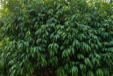 8 Manfaat yang Ada Pada Daun Salam