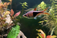12 Ikan Aquascape Terbaik untuk Akuarium, Cantik dan Mudah Dirawat