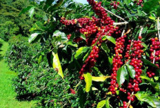 Perkebunan Rakyat Muara Enim Kembangkan Pola Berkelanjutan 