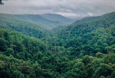 Menjaga Kelestarian Flora dan Fauna di Taman Nasional dan Taman Wisata Alam di Sumsel