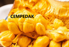 Cempedak Memiliki Manfaat yang Sangat Bagus Untuk Tubuh