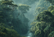 5 Alasan Hutan Amazon Terlihat Menyeramkan