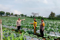 Melalui Program Ketahanan Pangan,  Kapolsek Semendo Dorong  Petani 