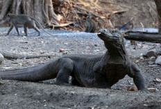 Aspek yang Paling Bahaya dari Komodo!