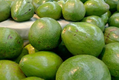 Yuk Simak, Apa Saja Manfaat Didapat dari Buah Alpukat? 