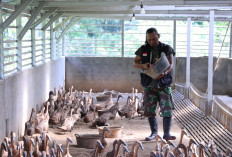 Bangun Ekonomi Lokal Berkelanjutan, PTBA Tingkatkan Kompetensi Kelompok Budidaya Itik Petelur