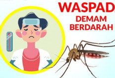 Waspada DBD di Musim Hujan: Langkah Nyata Mencegah Wabah