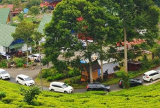 Libur Natal 2025 dan Tahun Baru 2026 Makin Berkesan di Kebun Teh Dempo, Nuansa Swiss di Sumsel