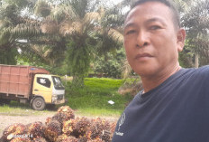 Harga Sawit Naik tapi Belum Menutupi Beban Biaya Pemupukan