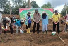 Polsek Semendo Perkuat Ketahanan Pangan, Dampingi Warga Tanam Jagung 