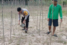 Poksek Rambang Dangku Dorong Ketahanan Pangan Lewat Budidaya Timun
