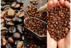 Kopi Semende: Disukai Bangsawan Belanda dari Dataran Tinggi Dingin Muara Enim, Sumsel