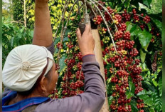 3 Daerah Terkenal karena Terdepan dalam Produksi Kopi di Sumsel