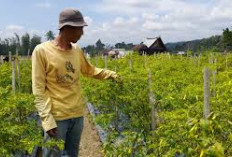 Kota Pagar Alam dan Muara Enim, sejuk dan dingin, tapi mereka jago dalam urusan sayuran! Penasaran kok bisa? 