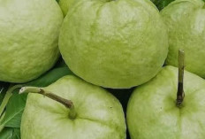 Ada Beberapa Macam Nama Jambu dan Khasiatnya