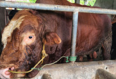 Muara Enim Terima Bantuan Sapi Kurban dari Presiden Prabowo