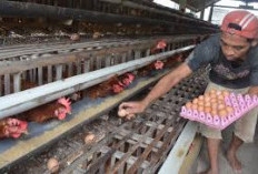 Kabupaten Pemekaran Baru di Sumsel Tapi Sudah Jago dalam Produksi Telur Ayam Buras
