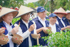 Pj Gubernur dan Sekda Yulius Panen Raya Cabai di Proyek Percontohan SMK Negeri 1 Gelumbang