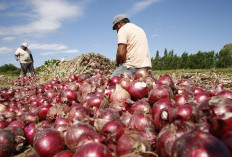 Pagar Alam Nomor 1 Produksi Bawang Merah di Sumsel. Kok Bisa, Ini Alasannya!