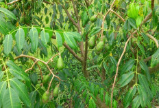 Banyak yang Tidak Tau Jika Daun Kedondong Dapat Mengobati Infeksi