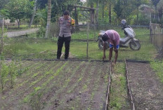 Dorong Ketahanan Pangan Lewat Budidaya Sawi