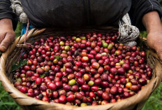 Produksi Kopi Sumsel Cetak Angka Fantastis! Tapi bukan Pagar Alam yang jadi Juaranya, Siapa?