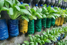 Trik Cerdas Menanam Sayuran di Botol Bekas: Solusi Kebun Mini untuk Lahan Sempit!