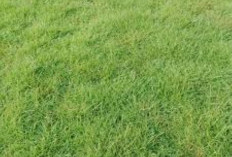 Mau Tau Kegunaan Rumput Jepang yang Cantik Ini