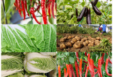 Empat Daerah, Satu Visi: Sumsel Kuatkan Ekonomi Lewat Sayur