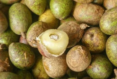 8 Khasiat dari Buah Matoa