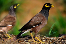 7 Fakta Jalak Nias, Burung Pintar dengan Kicauan Merdu Favorit Penghobi